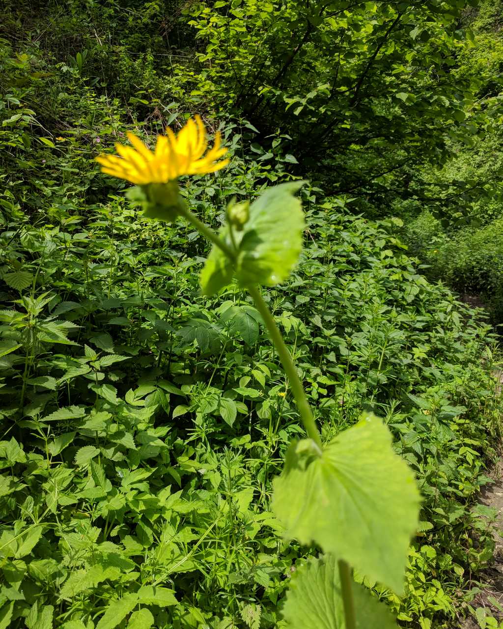 asteracea da id.: Doronicum sp.